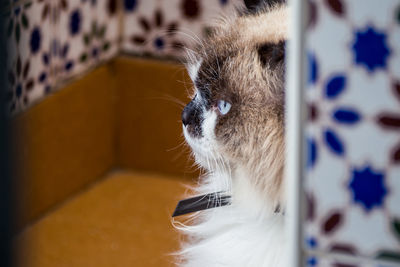 Close-up of kitten at home