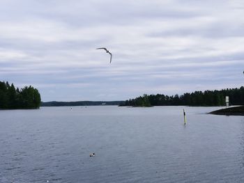Bird flying over lake against sky