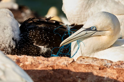 Close-up of a gannet 