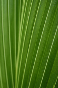 Full frame shot of palm leaf