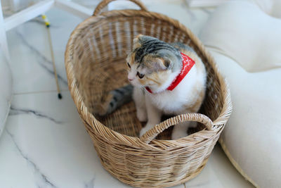 High angle view of a cat in basket