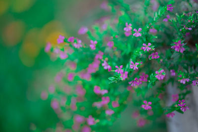Close-up of pink flowering plant