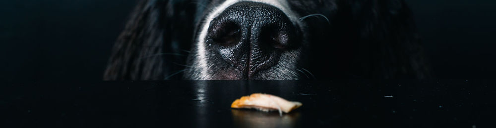 Close-up of dog over black background