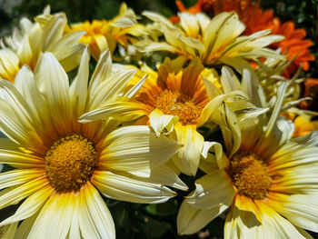 Close-up of yellow daisy flowers