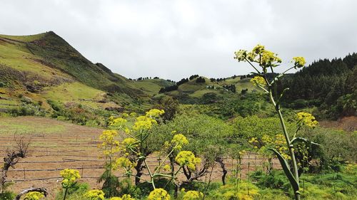 Scenic view of landscape against sky
