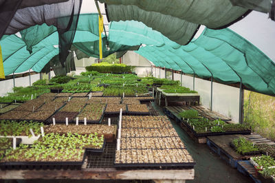 Interior of greenhouse