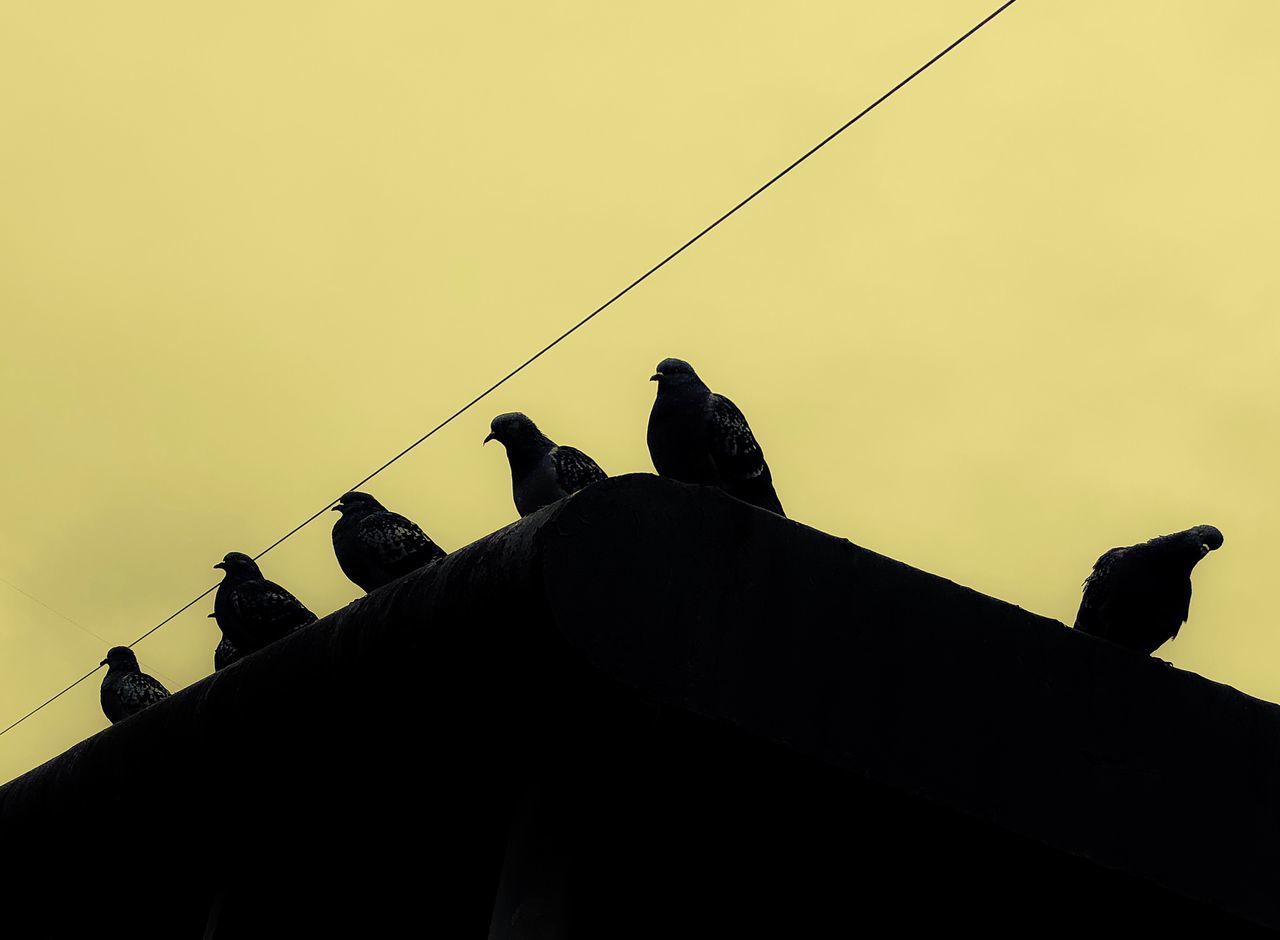 LOW ANGLE VIEW OF SILHOUETTE BIRDS PERCHING ON POWER LINES