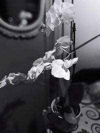 Close-up of white rose on table