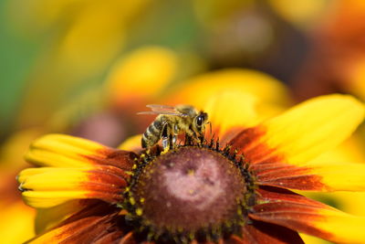 Close-up of honey bee pollinating on yellow flower