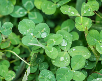 Close-up of wet plants