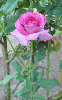 Close-up of pink flower blooming outdoors