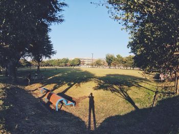 Shadow of tree on grass