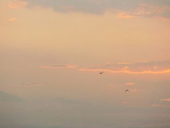 Low angle view of silhouette bird flying against sky