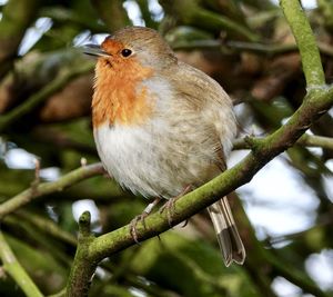 Close-up of bird perching on branch