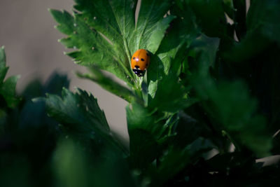 Close-up of ladybug on plant