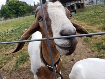 Close-up of a horse on field