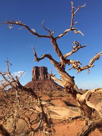 Bare tree against rock formations against sky