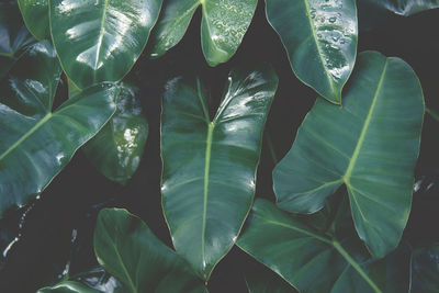 Full frame shot of green leaves