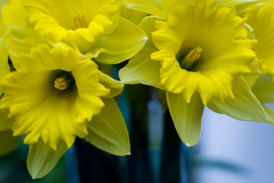 Close-up of yellow flower