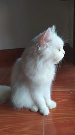White cat looking away