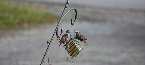 Close-up of bird perching on metal