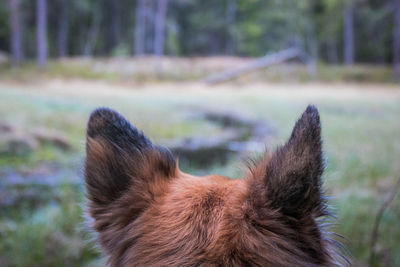 Close-up of horse against blurred background