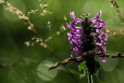 Close-up of purple flowering plant