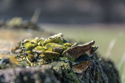 Close-up of moss and mushrooms on rock