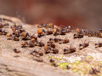 Termites in a tropical rainforest