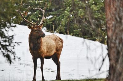 Deer standing on snow covered field