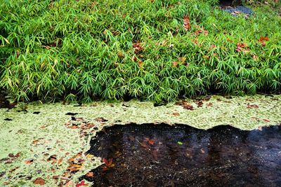 High angle view of grass growing in pond