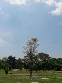 Trees on landscape against sky