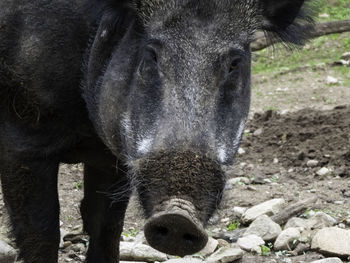 Close-up portrait of a horse