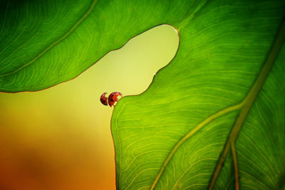 Close-up of ladybug on leaf