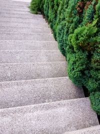 View of trees growing in park
