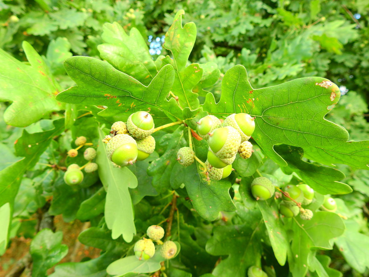 CLOSE-UP OF BERRIES GROWING ON PLANTS