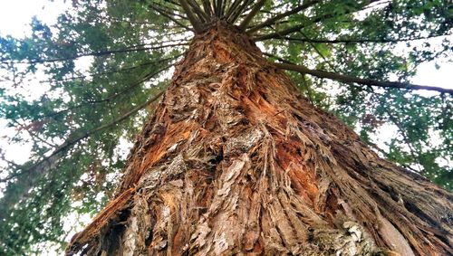 Low angle view of tree trunk