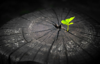 Close-up of leaf on tree stump