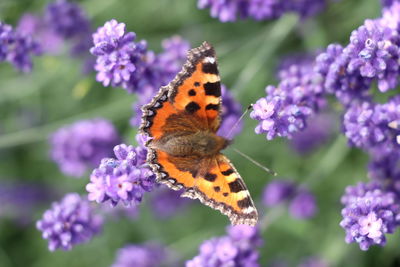 Butterfly pollinating on purple flower