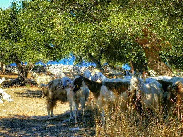 animal themes, water, mammal, grass, domestic animals, animals in the wild, livestock, field, tree, wildlife, nature, standing, one animal, two animals, grazing, herbivorous, horse, growth, day