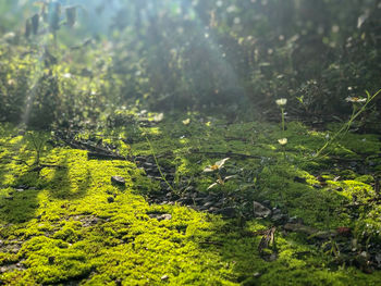 Plants growing on land in forest