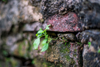 Close-up of moss growing on rock