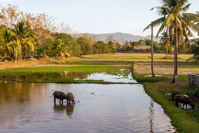 Horse in a lake