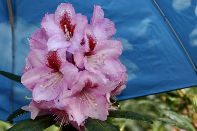Close-up of pink rose flower