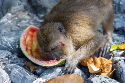 Close-up of sheep eating food