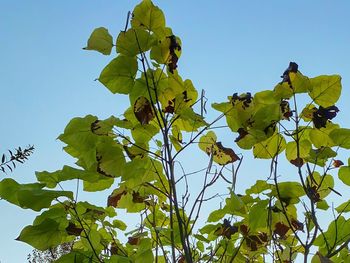 Low angle view of flowering plant against clear sky