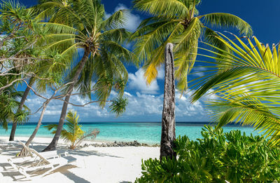 Palm trees on beach against sky