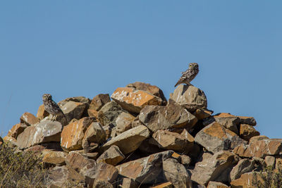 Low angle view of bird perching on rock against clear blue sky