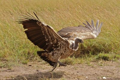 Bird flying in a field