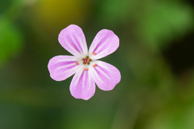 Close-up of pink flower blooming outdoors